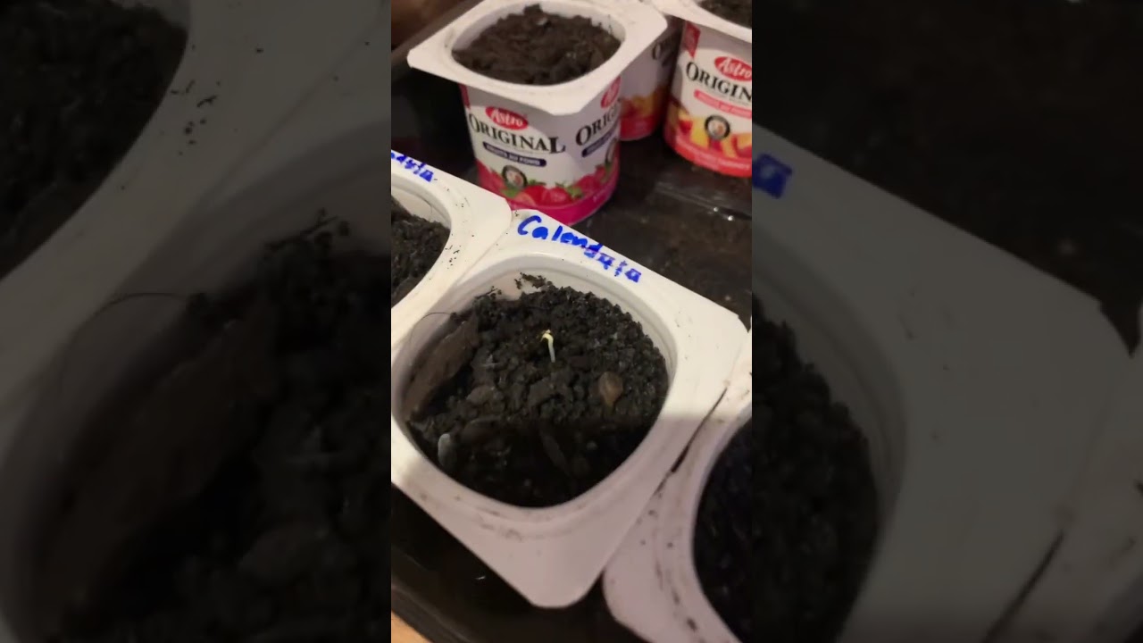 Sprouting in the dark! Calendula moved under the grow light 🌼🫖 #grow #garden #tea #growwithme