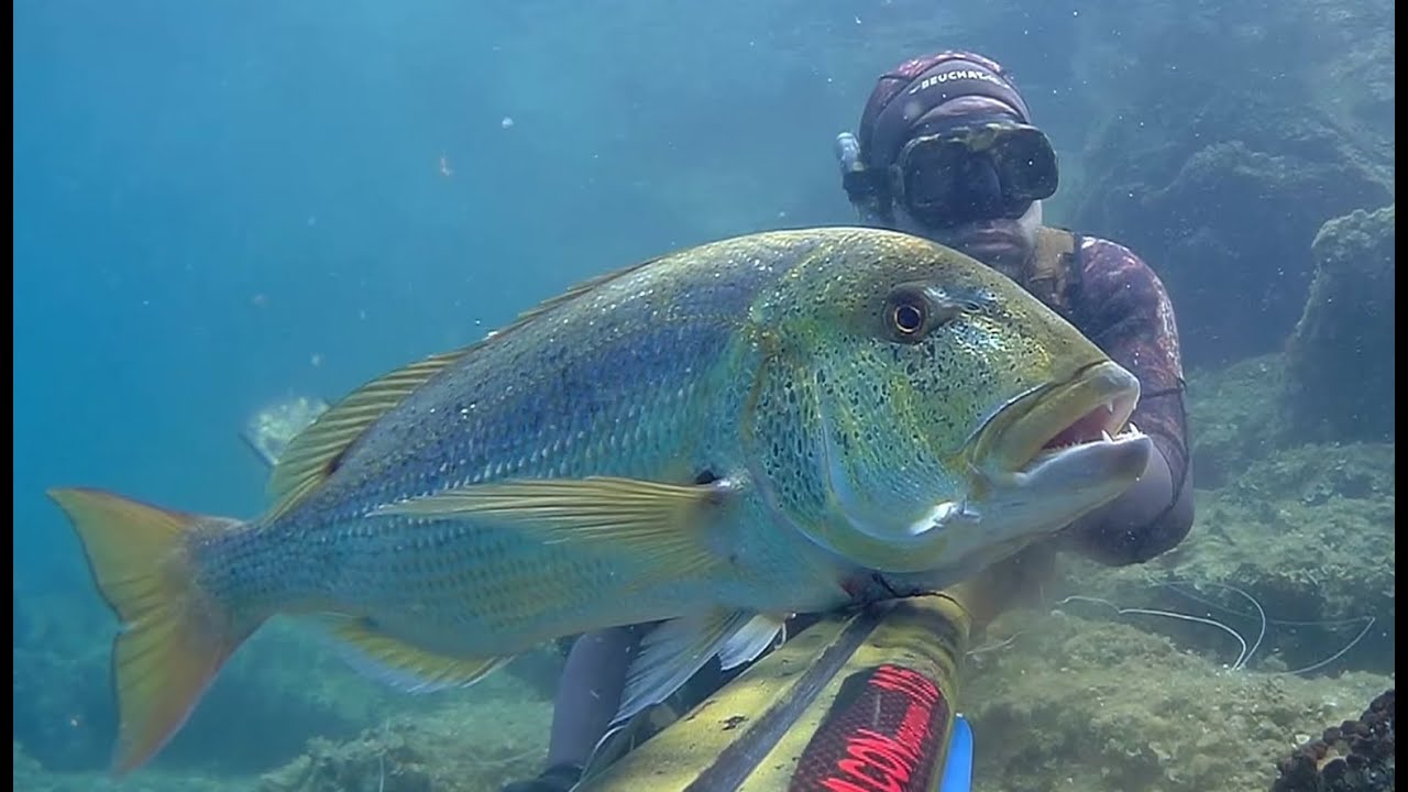 Spearfishing Croatia - 