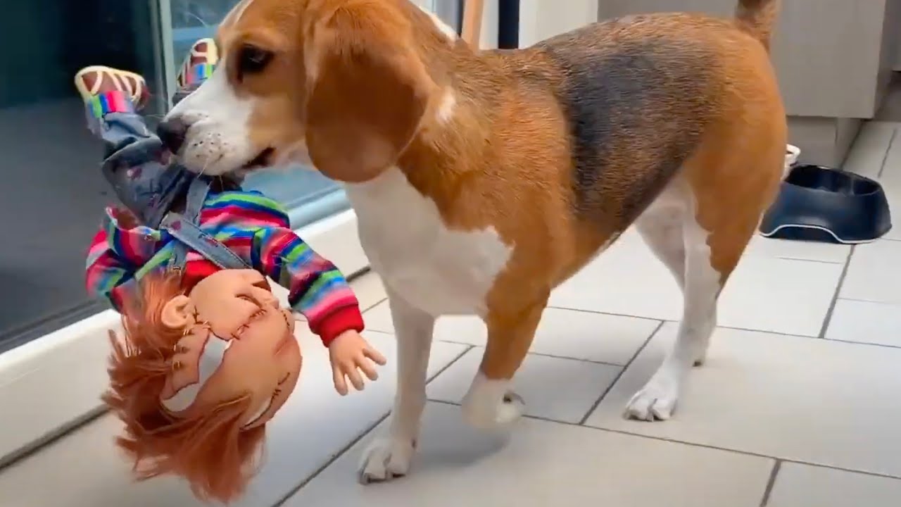 Funny Beagles vs Chucky from Child's Play #2