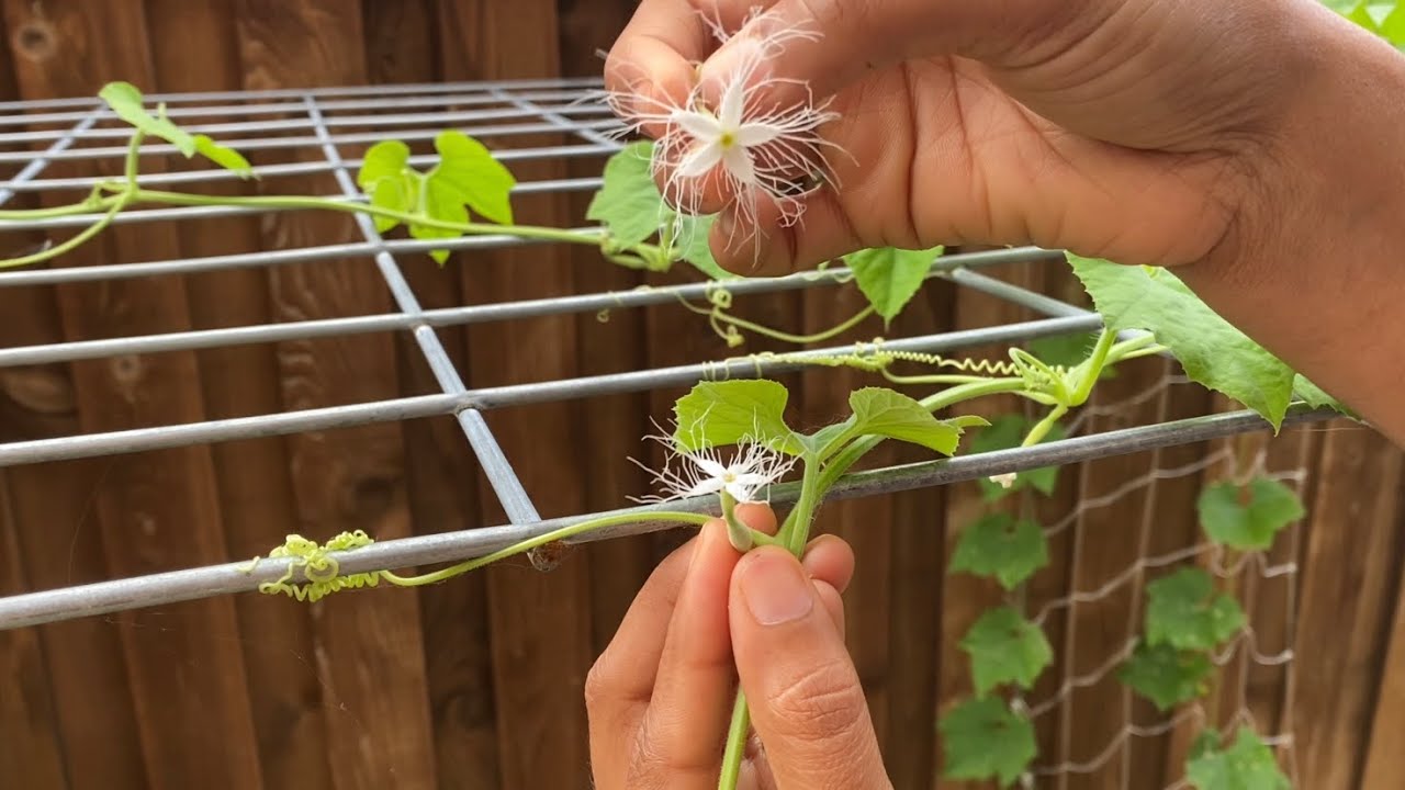 Manual Pollination on Male & Female flowers, When & How?