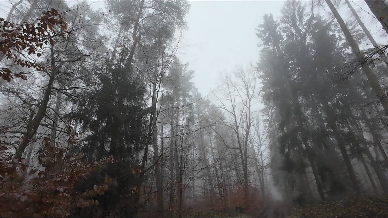 Im Nebel, der Natur auf der Spur