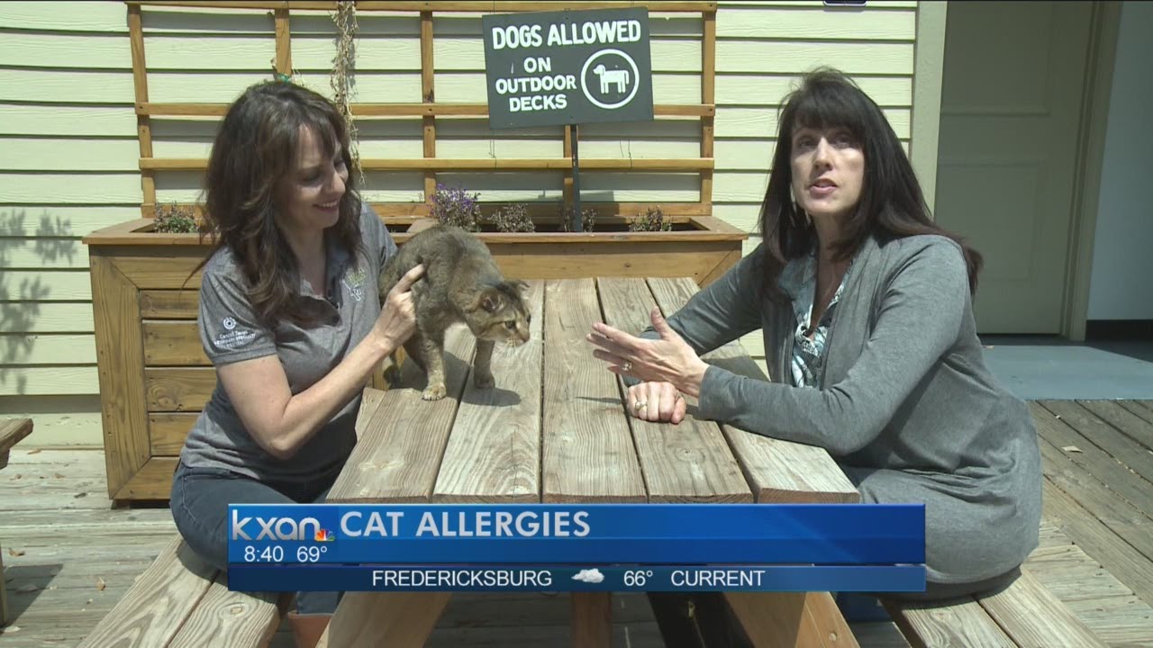 My Pet: Cat Allergies