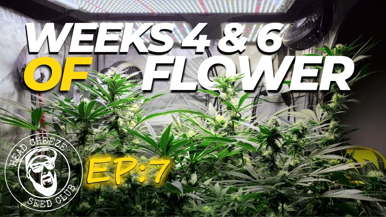 Week 4 & 6 of Flower | Buds Bulking Up | Pineapple Express #2 Grow Log (EP:7) - G13 Labs