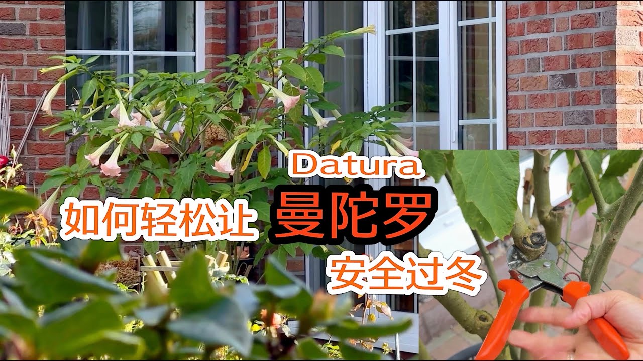 详解盆栽种植木本曼陀罗￼Engelstrompete ￼轻松安全过冬的方法/什么时候搬屋里/什么时候修剪/修剪的重要性和要点/把一年生种成多年生/16.11.2024