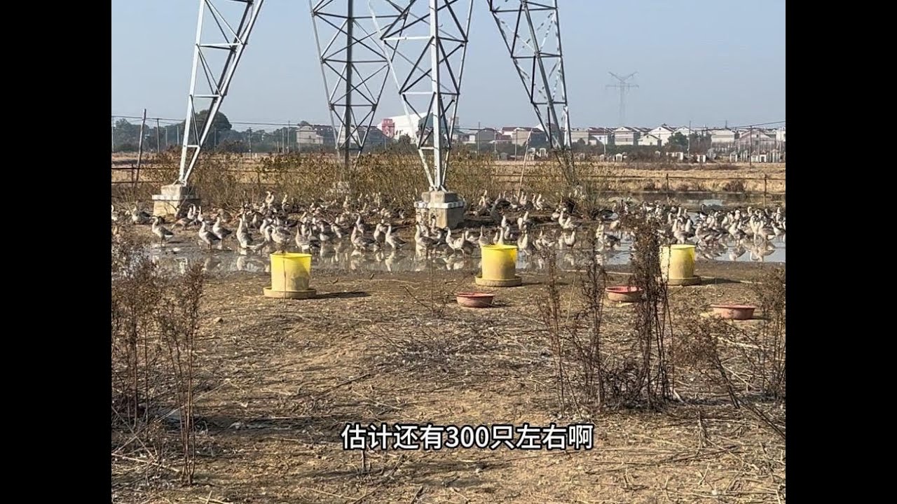 老李养了4个月的鹅，零售14一斤，这批鹅有钱赚吗？