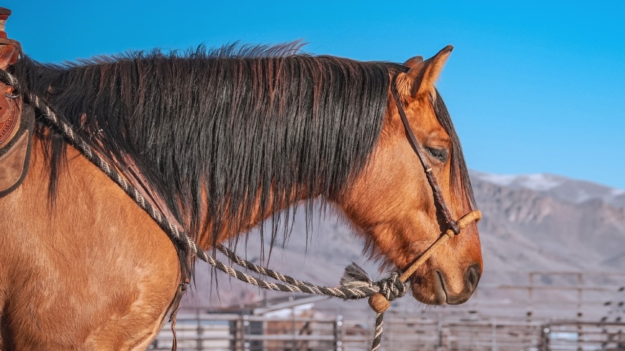 Hackamore Training Has Begun!  Wild Mustang Goes Bitless??