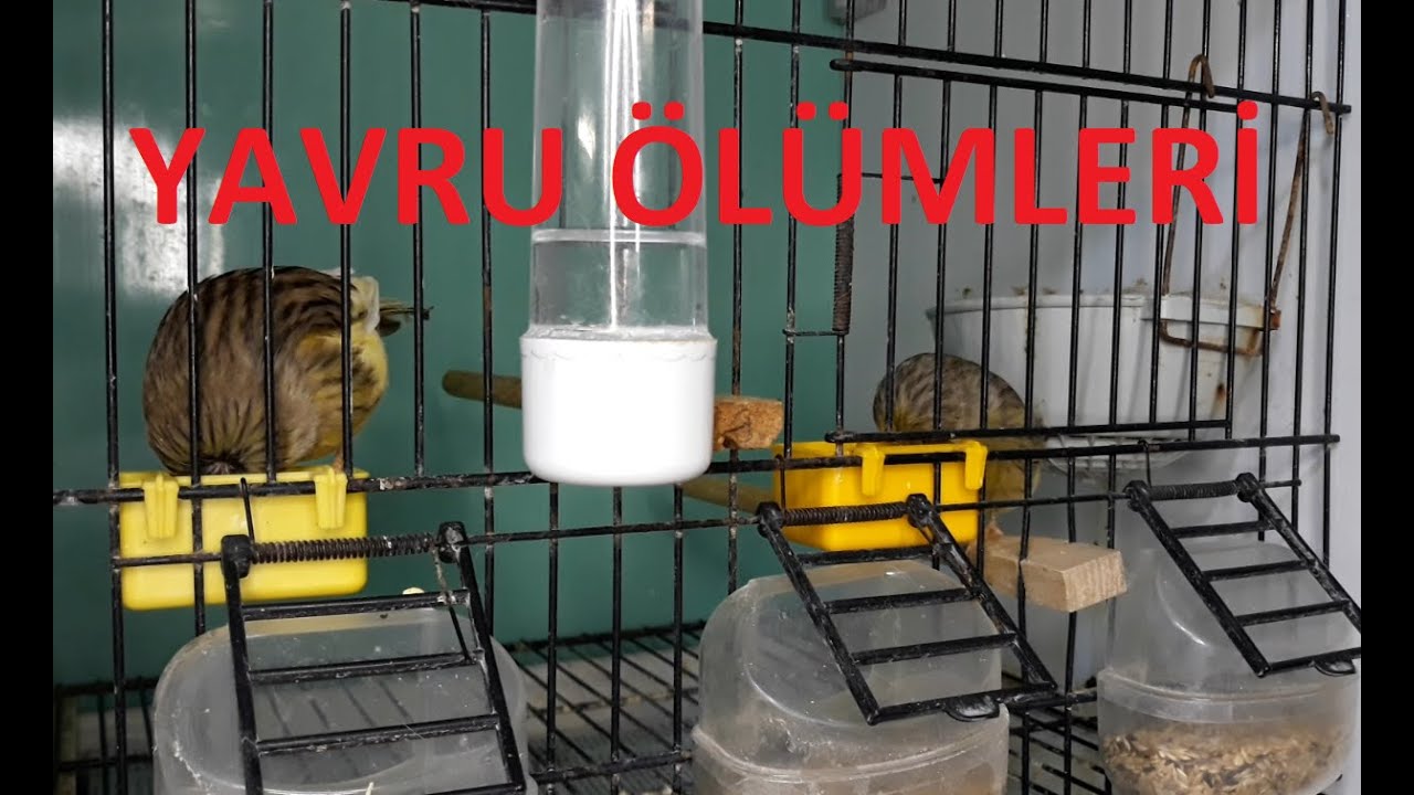 Kanarya Bakımı Kanarya Üretim(Kanarya Yavruları Neden Ölür,Kara Benek,Ishal,Yumurta İçi Ölümler)