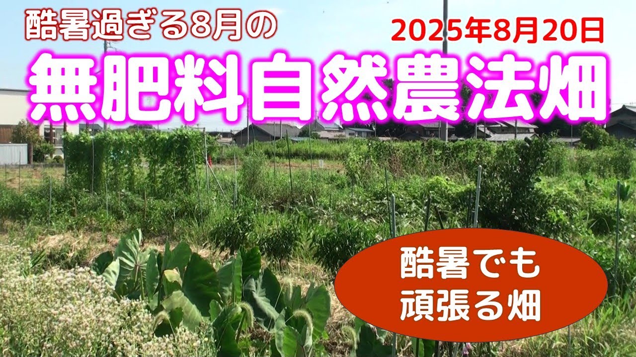酷暑・水なしでもがんばる8月の無肥料自然農法畑　25年8月20日