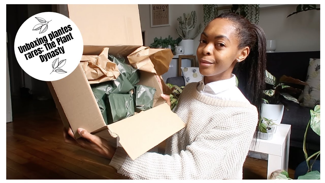 Unboxing The Plant Dynasty: je retente ces plantes que j'ai tuées.