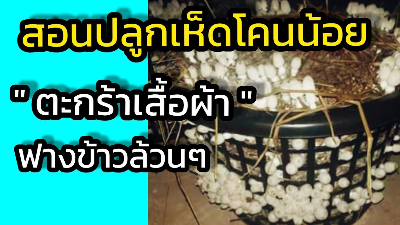 เพาะเห็ดโคนน้อยในตะกร้าง่ายๆๆ เเบบละเอียดสุดๆ/สนใจเชื้อเห็ดฟาง0939461946
