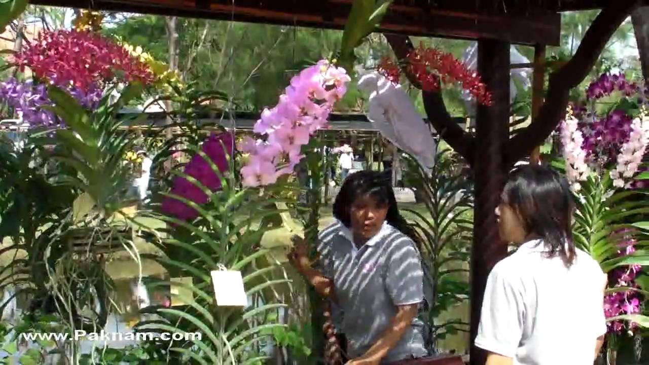 Thai Orchid Festival