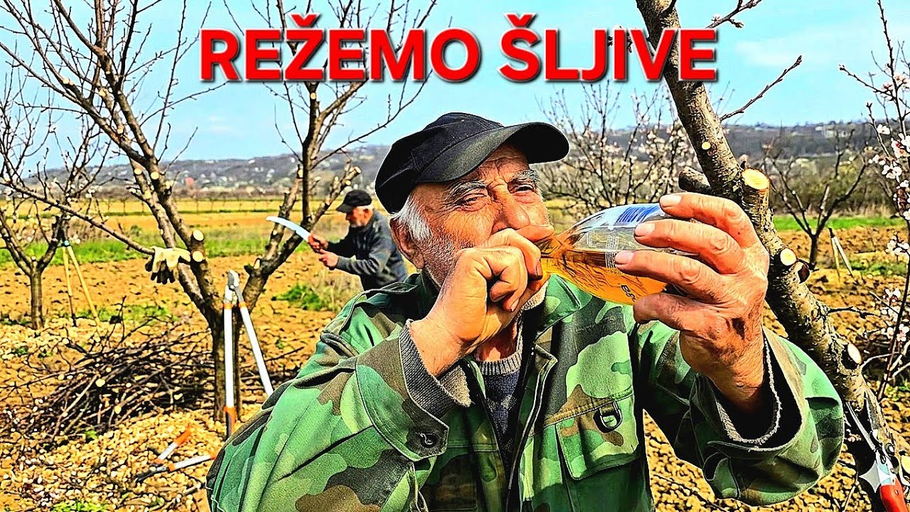 PRIPREMAMO ŠLJIVE ZA SEZONU! REZIDBA U TOKU! *dragče cepa rakiju*