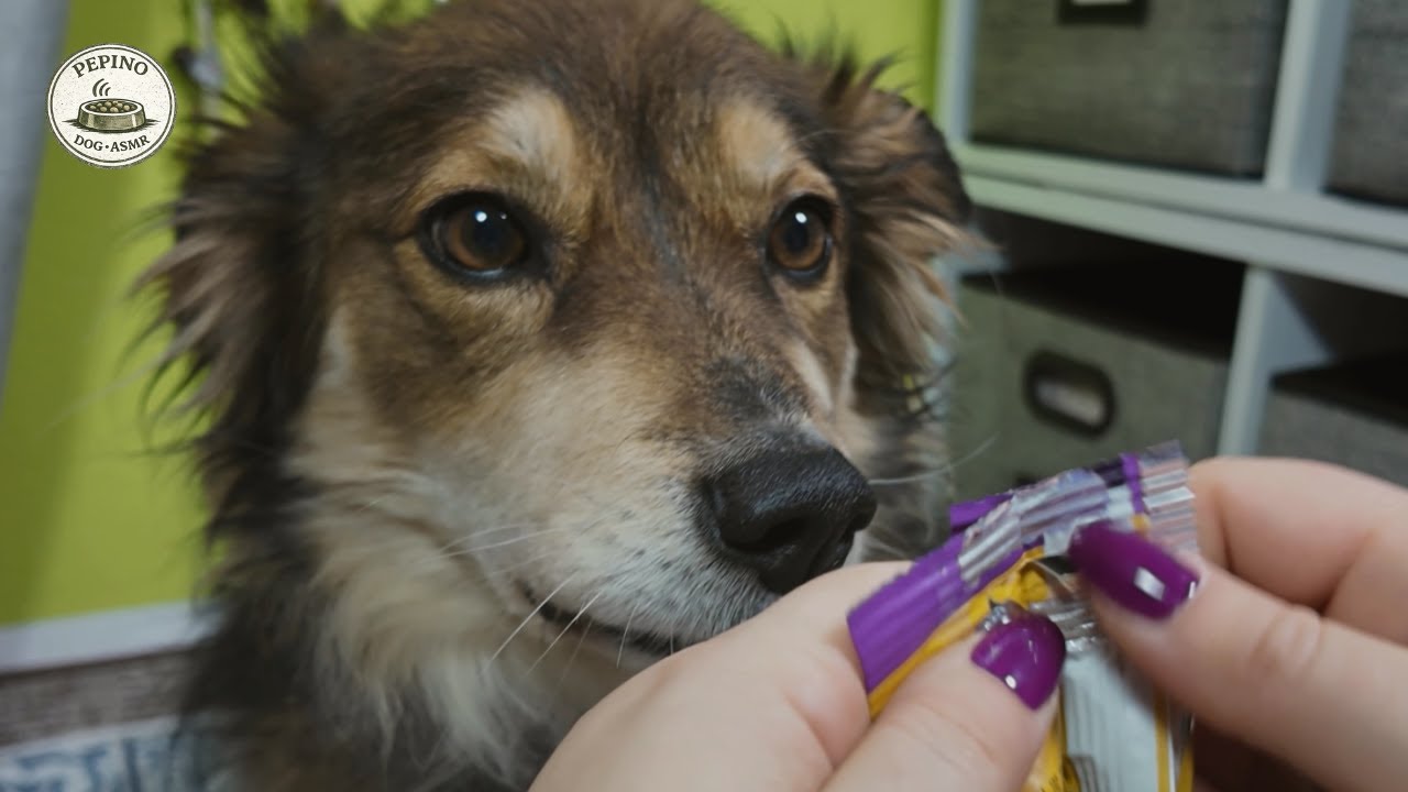Pepino Tries a Chew for the First Time | Calm Unboxing & Soft Chewing ASMR