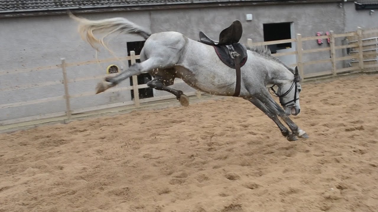 RODEO PONY (first time with saddle on)