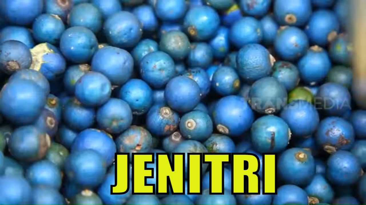 Kerajinan Cantik Dari Buah Jenitri | TAU GAK SIH (03/09/20)
