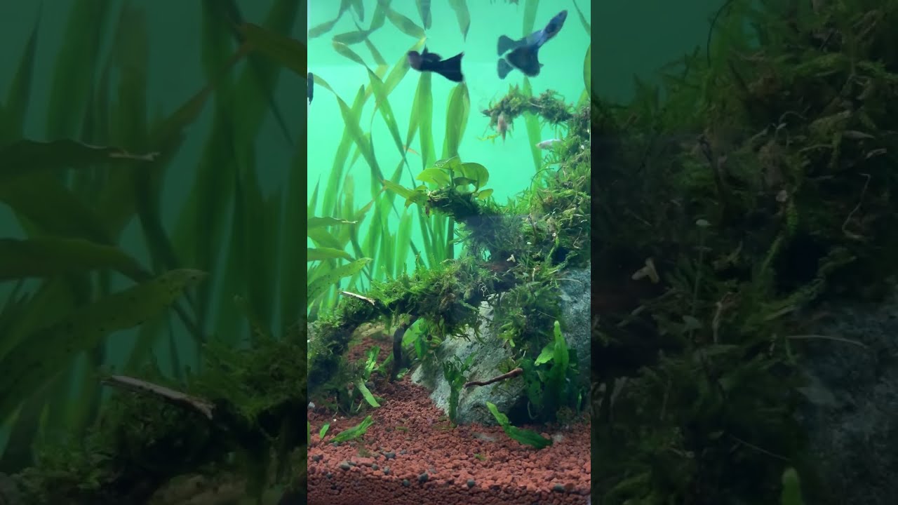 Aquascape Ikan Guppy