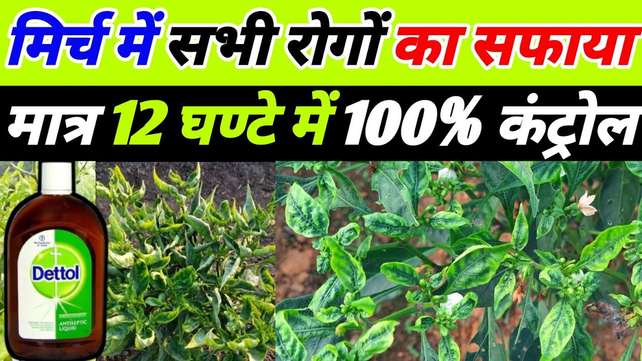 मिर्च में लगने वाली सभी रोगों का सफाया | mirch ki kheti kaise Karen | mirch me virus kaise hataye