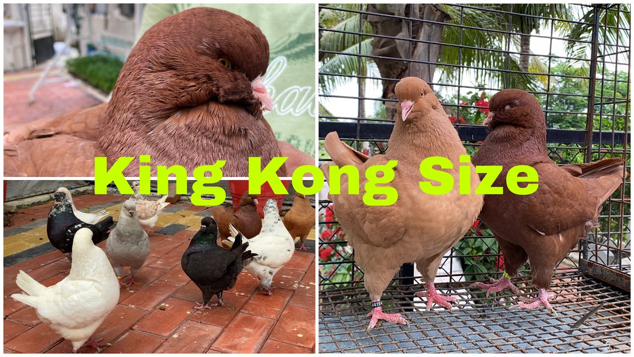 King Pigeon King Kong Size / Show King Pigeon / Fancy Pigeon Collection