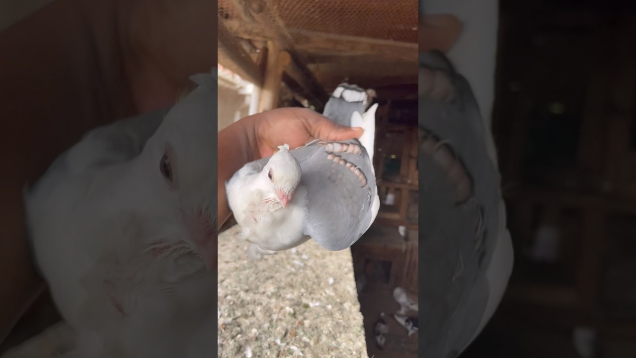 Still on cute satinette pigeon #pigeon #racingpigeon #bird #birds