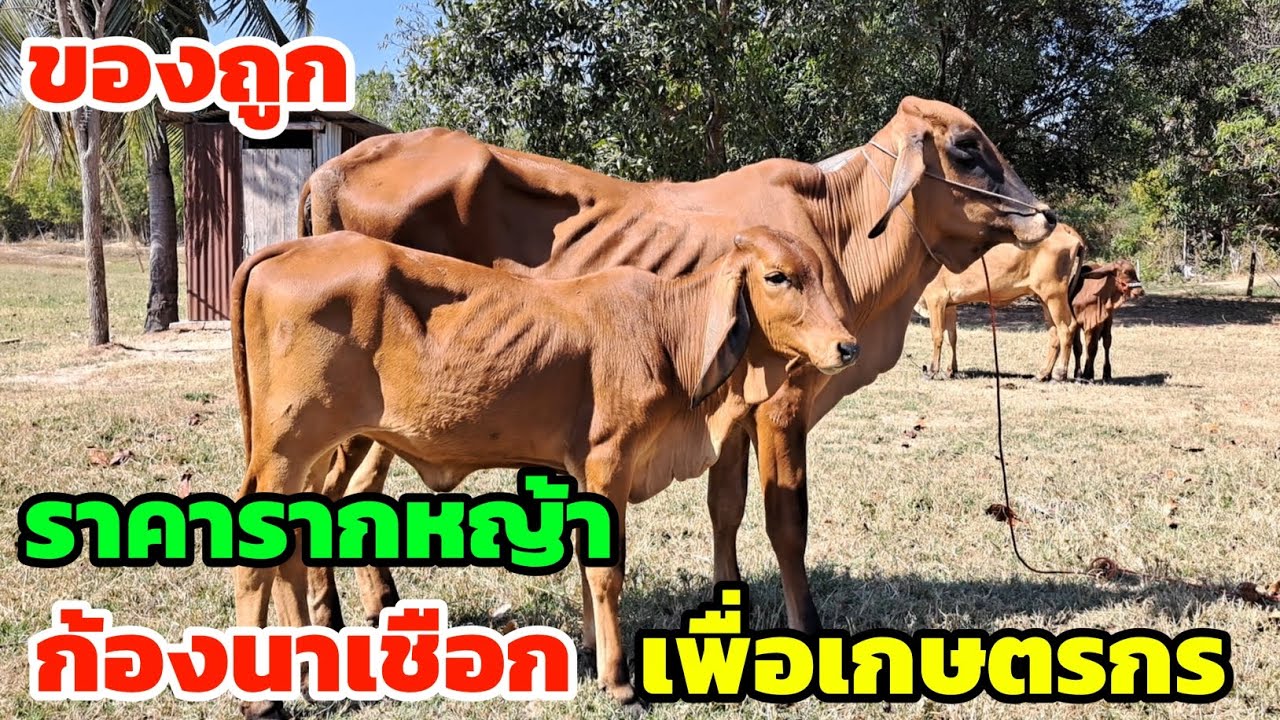 ของดี ต้อนรับปีใหม่ ราคาเบาๆ ก้องนาเชือก ที่นี่ววัวงามเพื่อเกษตรกร