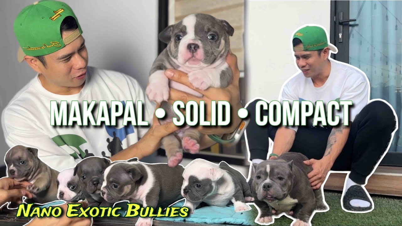 1 MONTH OLD PUPPIES MALALAKI NA PERO MALIIT PARIN | NANO EXOTIC BREEDING 2025 | SAM WALASTIK 