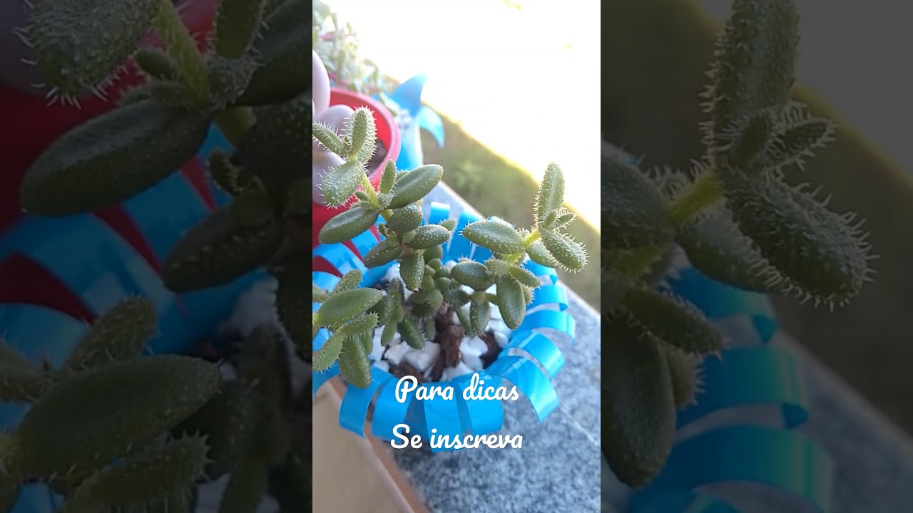 Planta Gelo: Delosperma Echinatum #shorts
