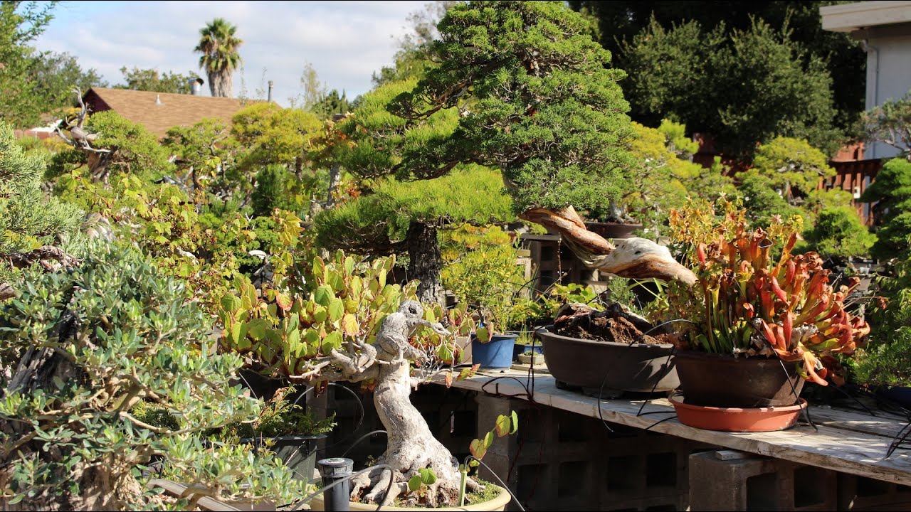 Bonsai Boon's garden