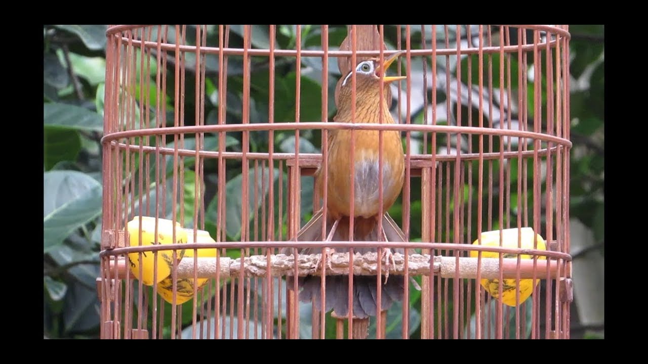 TỔNG HỢP NHIỀU GIỌNG CHIM HỌA MI HÓT HAY NHẤT , NHIỀU GIỌNG LẠ , GIỌNG GIÀ RỪNG