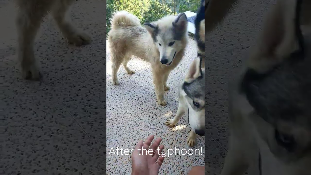 A good sunny day to play after the typhoon