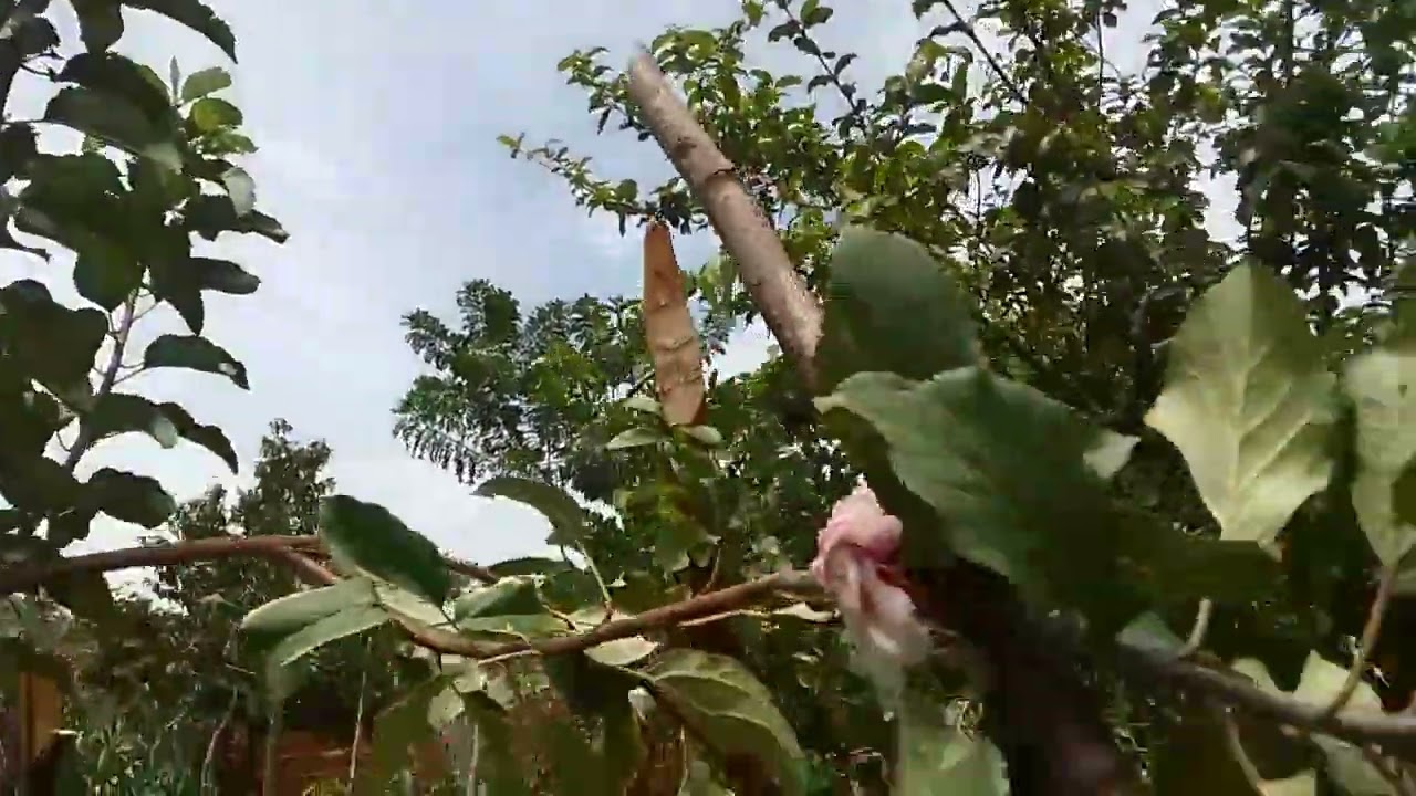 Mostrando hum poco nu meu nomingo a qui nu sertão 