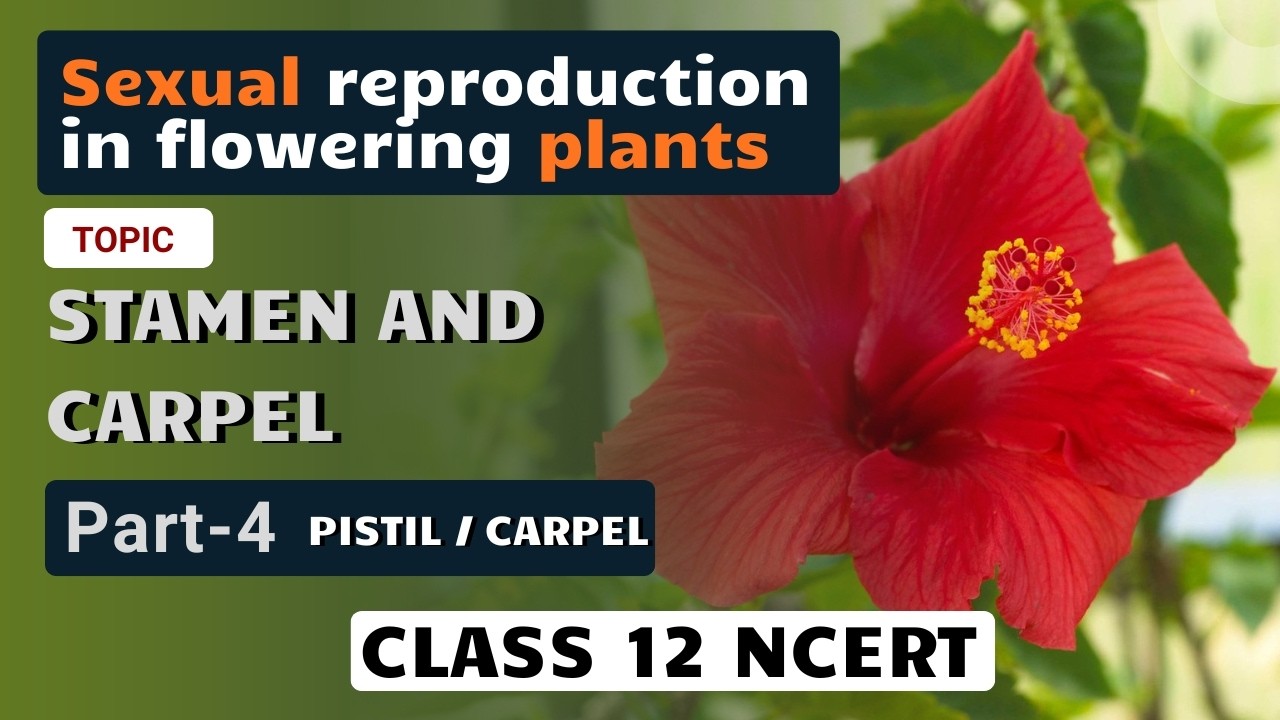 Sexual reproduction in flowering plants | Stamen | Part 4 | Pistil/Carpel | NCERT Line By Line