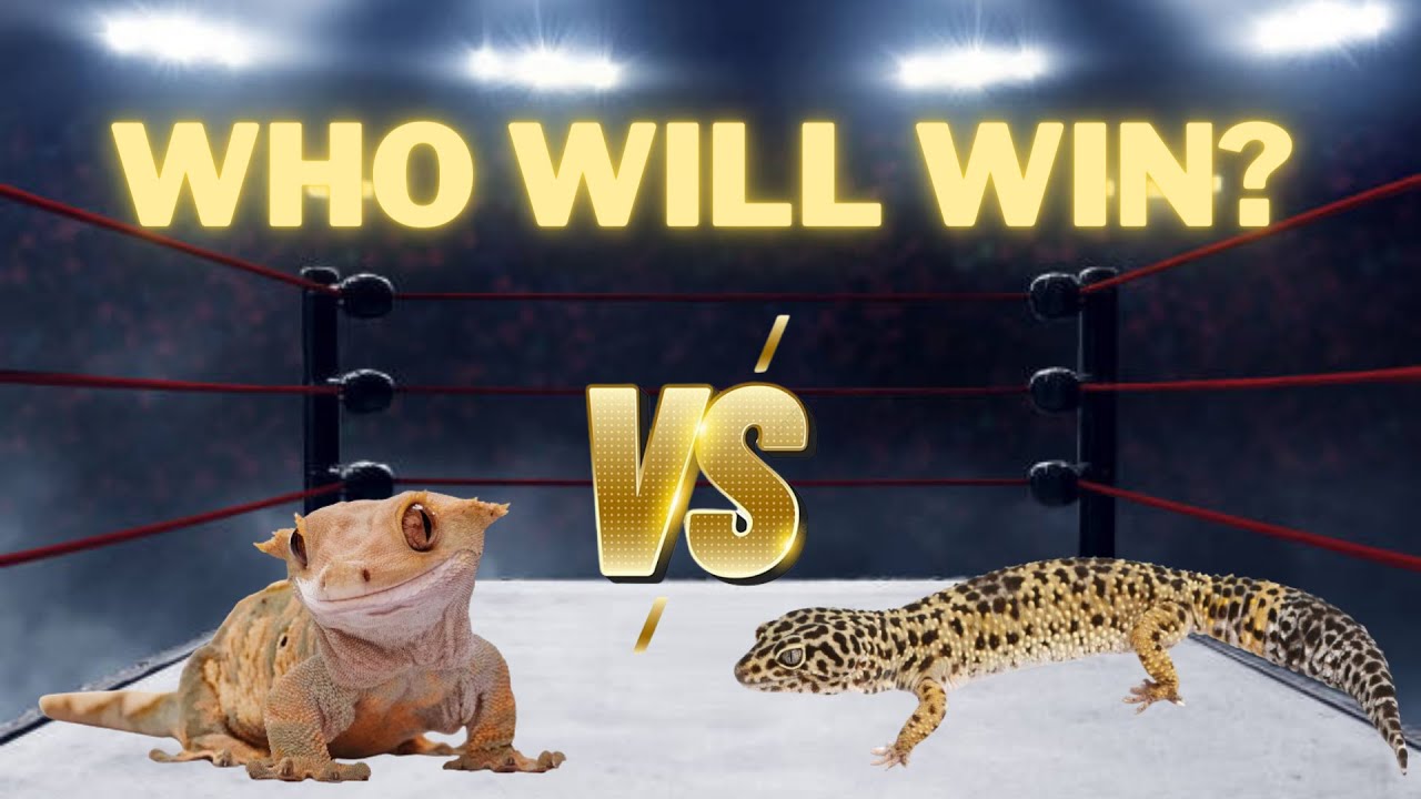 Crested Gecko VS Leopard Gecko-Which Is The Better Pet?