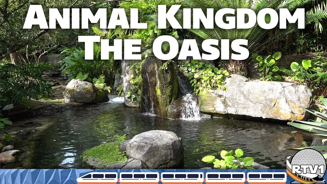 Disney's Animal Kingdom  - The Oasis - Relaxing Stroll in 4K | Walt Disney World