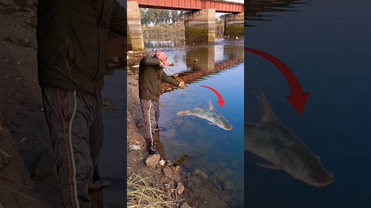 Slingshot Fishing | fishing with slingshot catapult fishing #fishing #slingshot #shortsfeed
