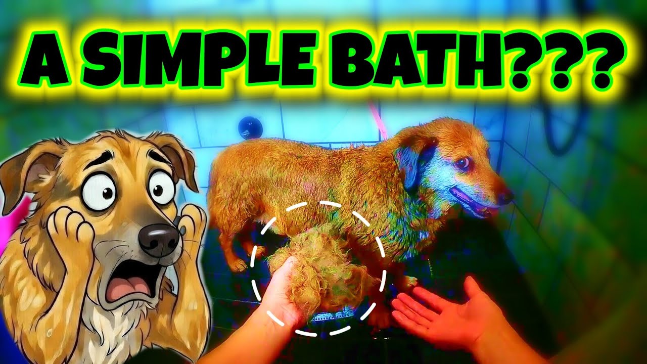 How to do a Pro Bath on a Heavy Shedder