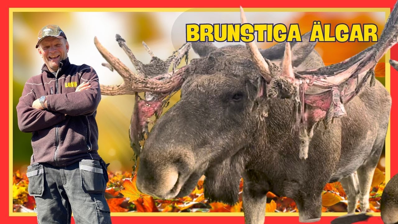Vad gör älgar under brunsten?