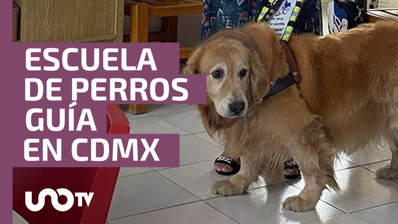 Escuela de perros guía ofrece recorridos para acariciarlos y desayunar con los ojos vendados en CDMX