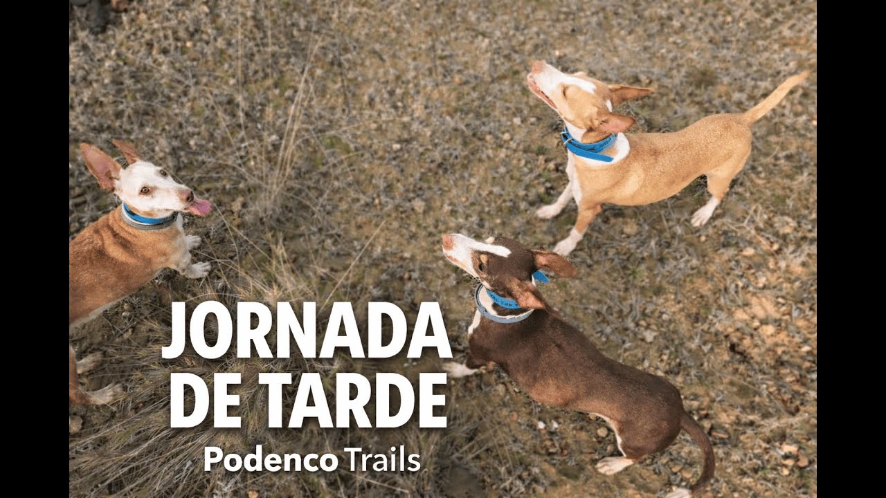 Jornada de tarde en el monte | Caza con podencos (19&middot;12&middot;25)