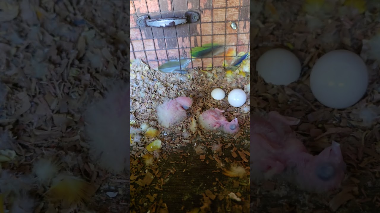 Tiny Wings, Big Love 💛 Sun Conure 2nd Egg Hatched 