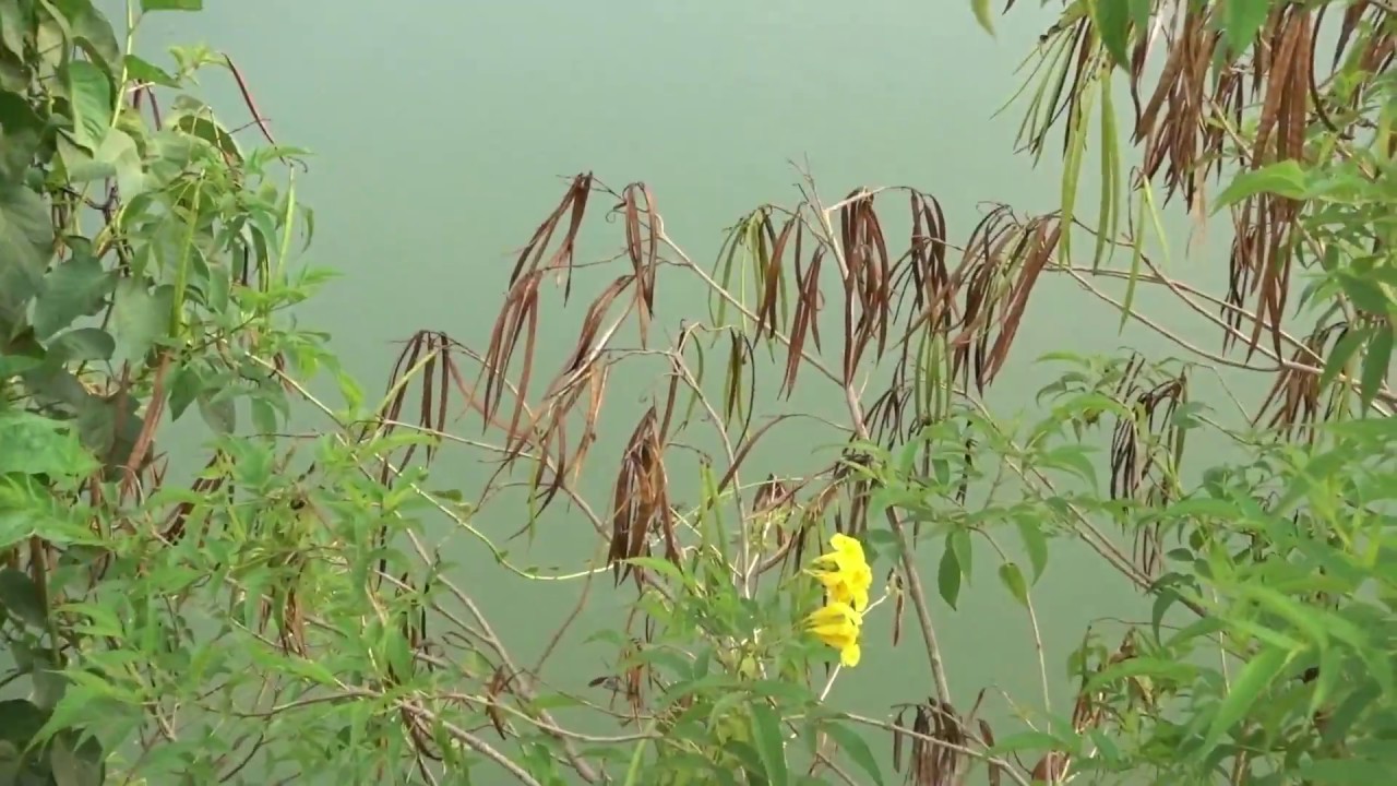 Lingambudhi Lake Walk April 2018