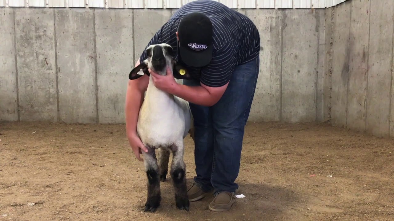Lamb Showmanship