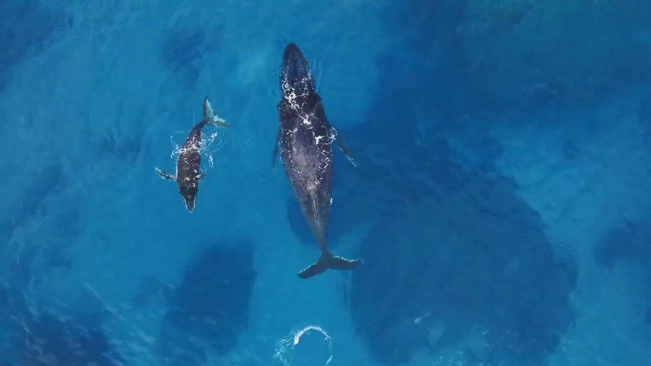 Showreel drone-learning & Wamland