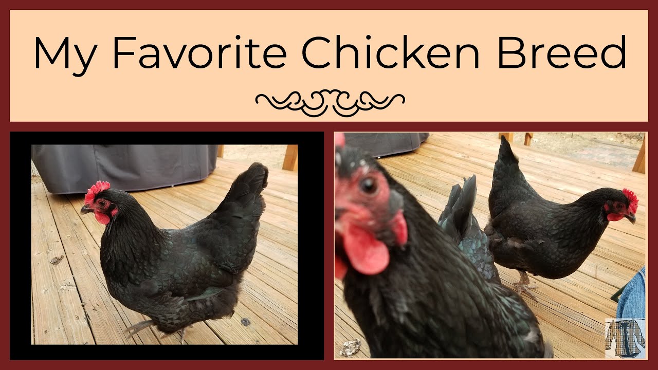 The Best Chicken Breed (at Flannel Acres, anyway)