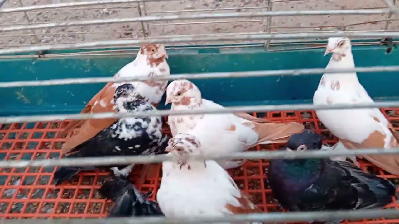 wczoraj 7 w plecy jedziemy na targ w Elblągu pozdrowionka dla wszystkich oglądających ✋️🤠🥸