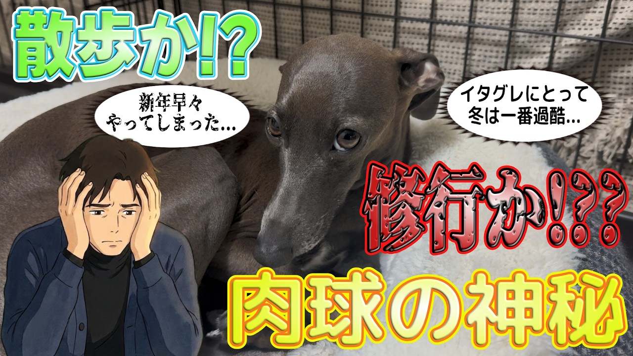 【冬の散歩】凍えるイタグレ vs 痩せたい飼い主。これはもはや「修行」です！