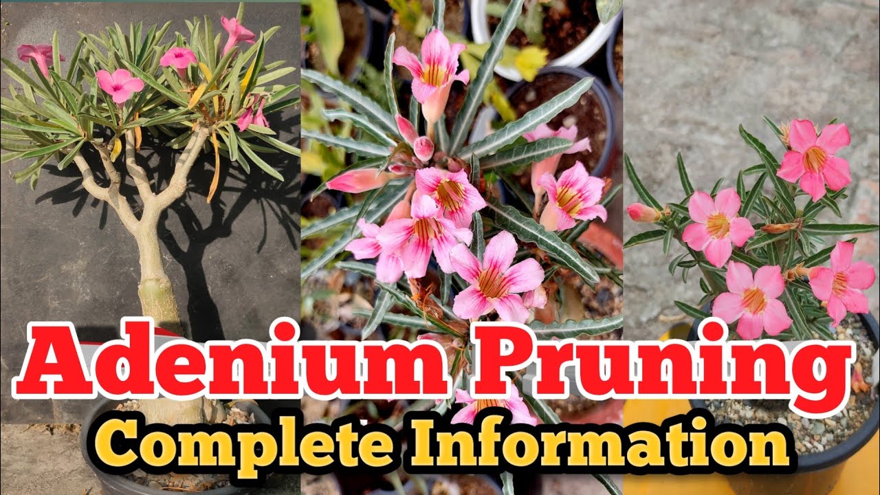 Why You Should Prune Adenium / Adenium Pruning #ashagardenstory  #adeniumprunning  #adeniumcare