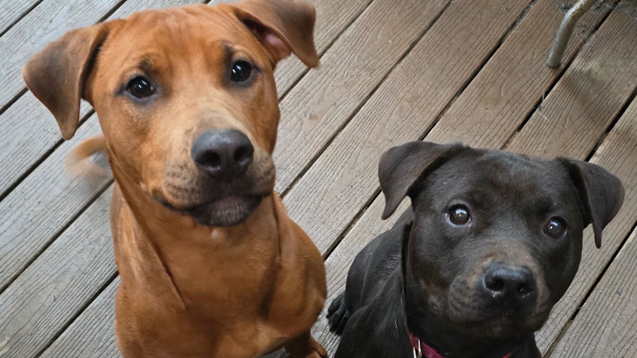 These dogs are so cute 🐕