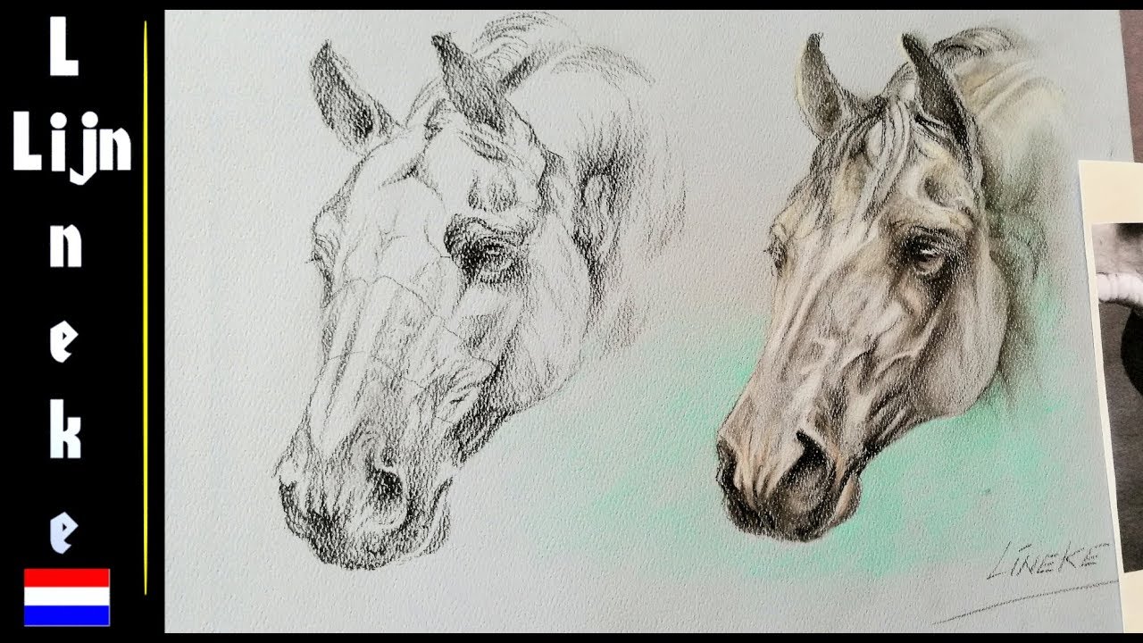 Hoe teken je een Paardenhoofd - anatomie studie Paard