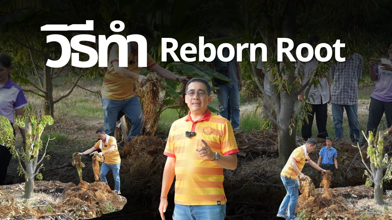 วิธีทำ Reborn Root ฟื้นต้นทุเรียน ที่ทุกคนรอคอย