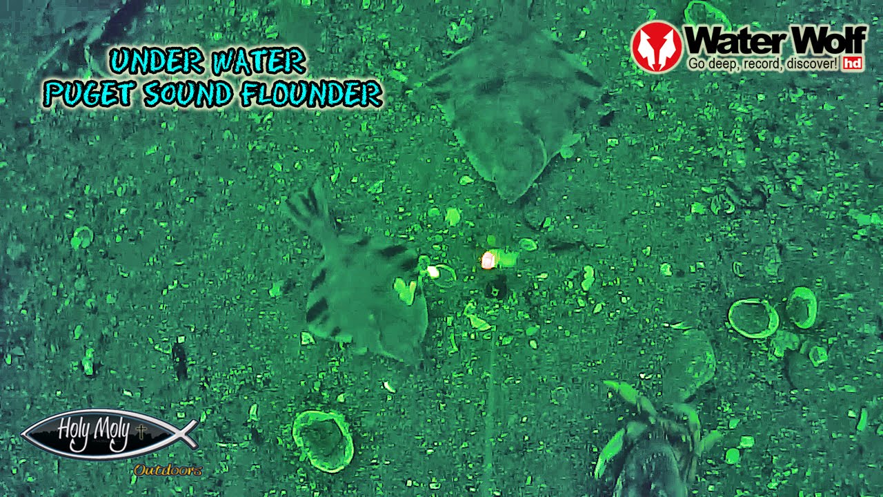 Water Wolf: Underwater Puget Sound Flounder Fishing
